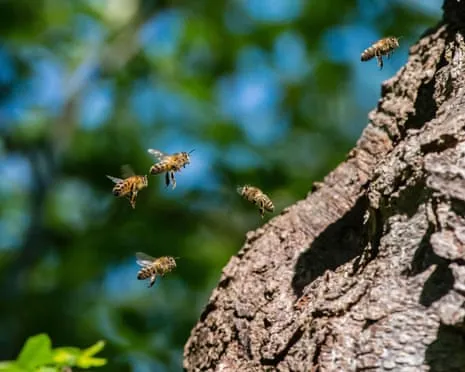 How Protecting Honeybees Might Harm Wild Pollinators